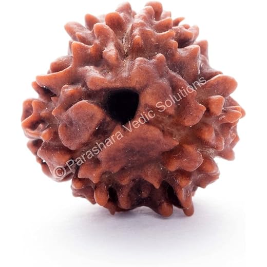 Three Mukhi Rudraksha Natural Brown