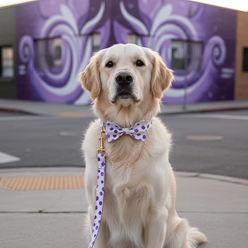 Miniatura 208 de PETDURO Collar de perro personalizado con nombre y teléfono grabado en hebilla de metal – Personalizado para perros medianos y grandes – Impresiones