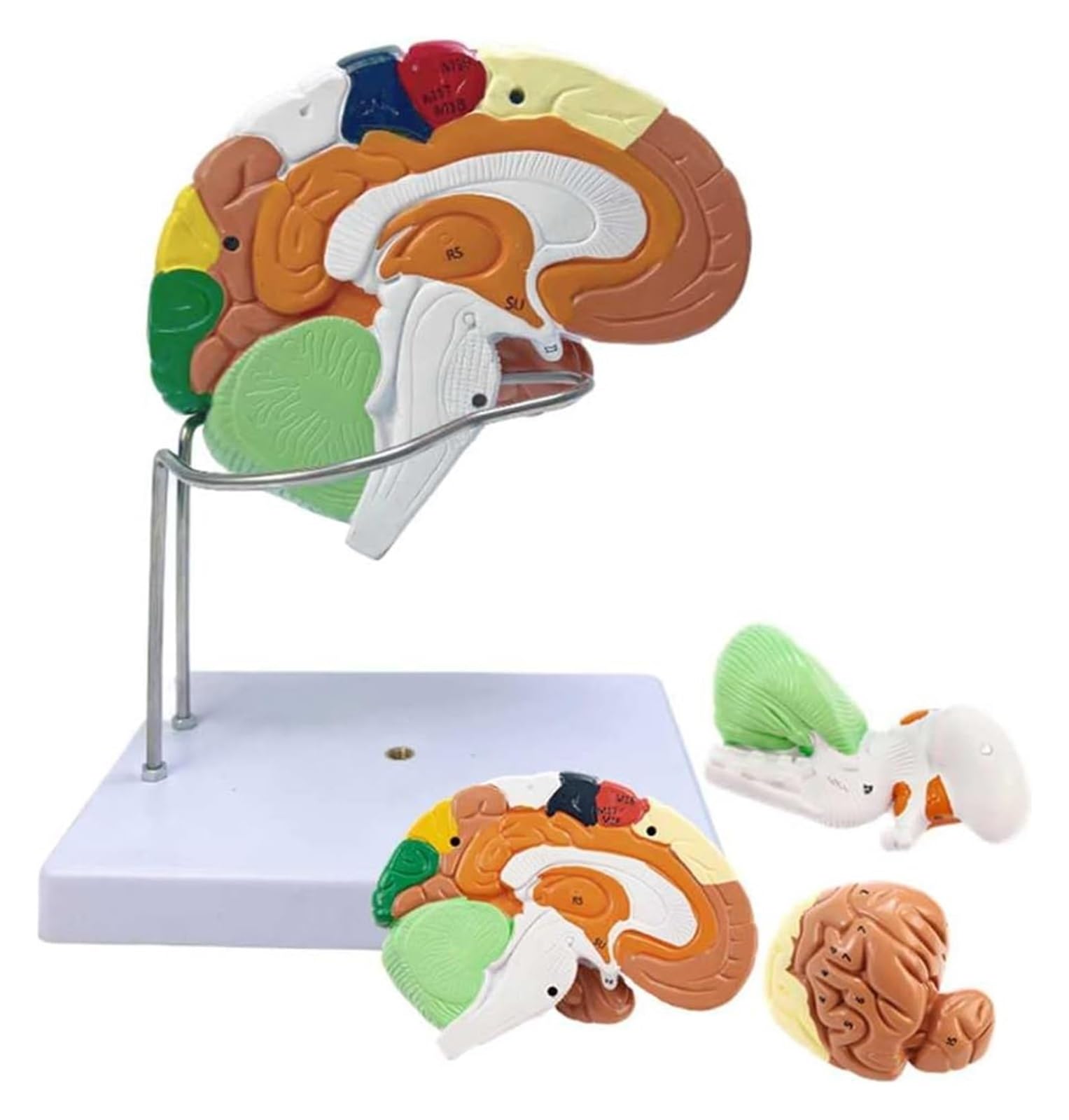 Cerebro humano a doble escala para consultas médicas y clases de ciencias