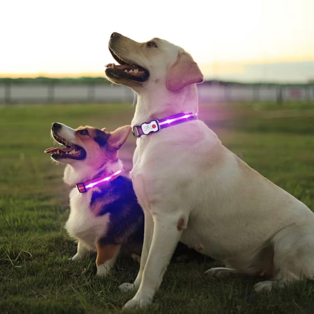PATCHY PAWS, Matching LED Dog Collar & Lead Set, Rechargeable USB-C Light-Up Leash & Glow-in-the-Dark Collar for Night Walks - Image 2
