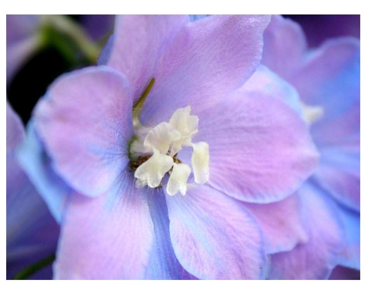 PREMIER SEEDS DIRECT - Delphinium Dwarf - Magic Fountain - Lavender with White BEE (600 Seeds)