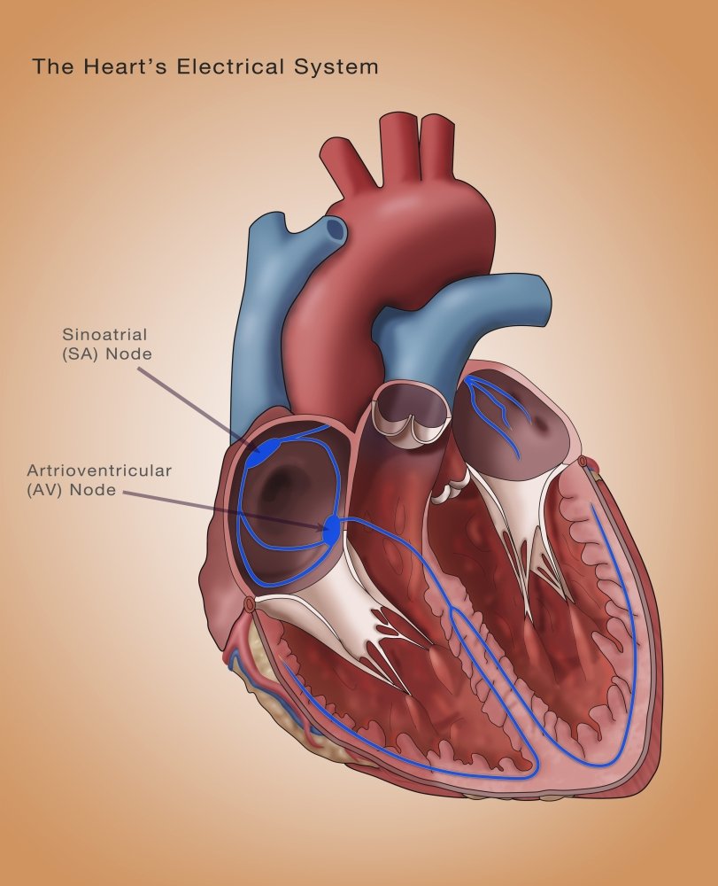 Heart's Electrical System Poster Print by Monica Schroeder/Science Source (24 x 36)