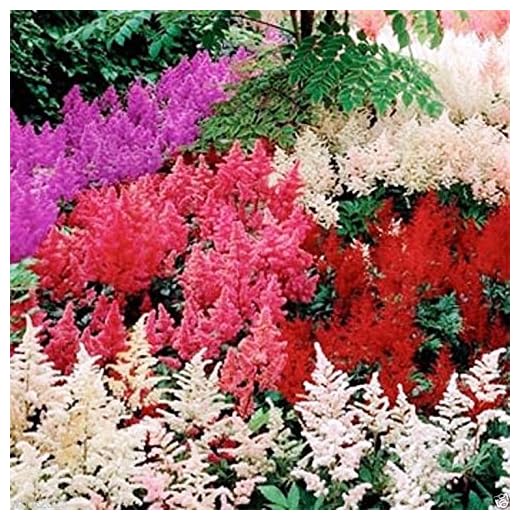 Astilbe Mix ~ 100 Seeds, Violet , Red, Pink, Cream and White, Shade Loving Plant !