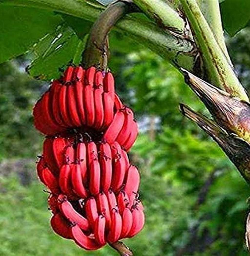 SANJU Live Plant Kerala Red Banana Racca Home Garden Plant For (1 Healthy Live Fruit Tissue Culture Plant)