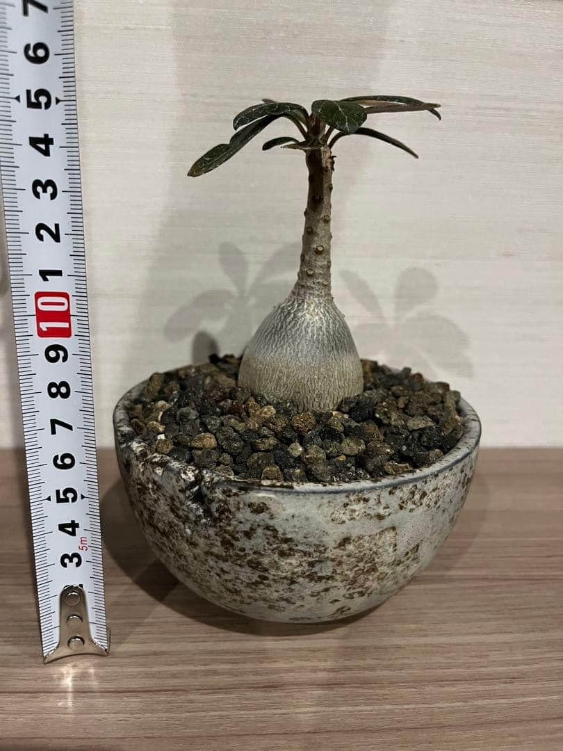 Amazon｜アデニウム・ソコトラナム(純血 実生)｜観葉植物 オンライン通販