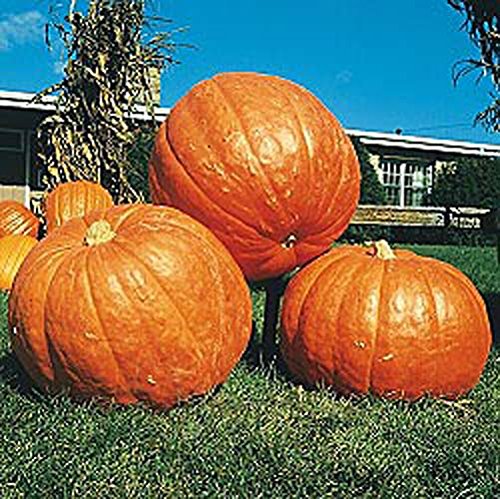 Seed Kingdom Big MAX Pumpkin Seeds