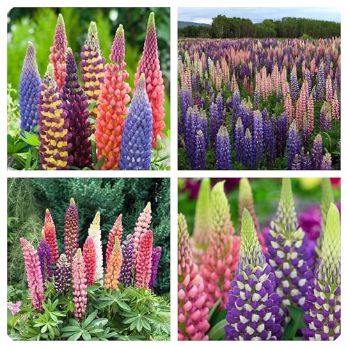 Semi di Lupino Russell, Pianta Perenne per Vasi, Bordature e Giardino, 100 Semi