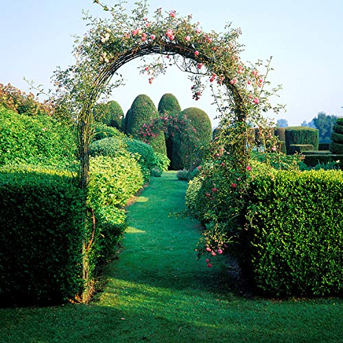 Forever Speed Rosenbogen aus Metall Rankgitter Rosenhilfe aus Pulverbeschichtetem Stahl, Garten Decoration und Verzierung Kletterer wetterfest 240 x 140 x 38 cm/Grün
