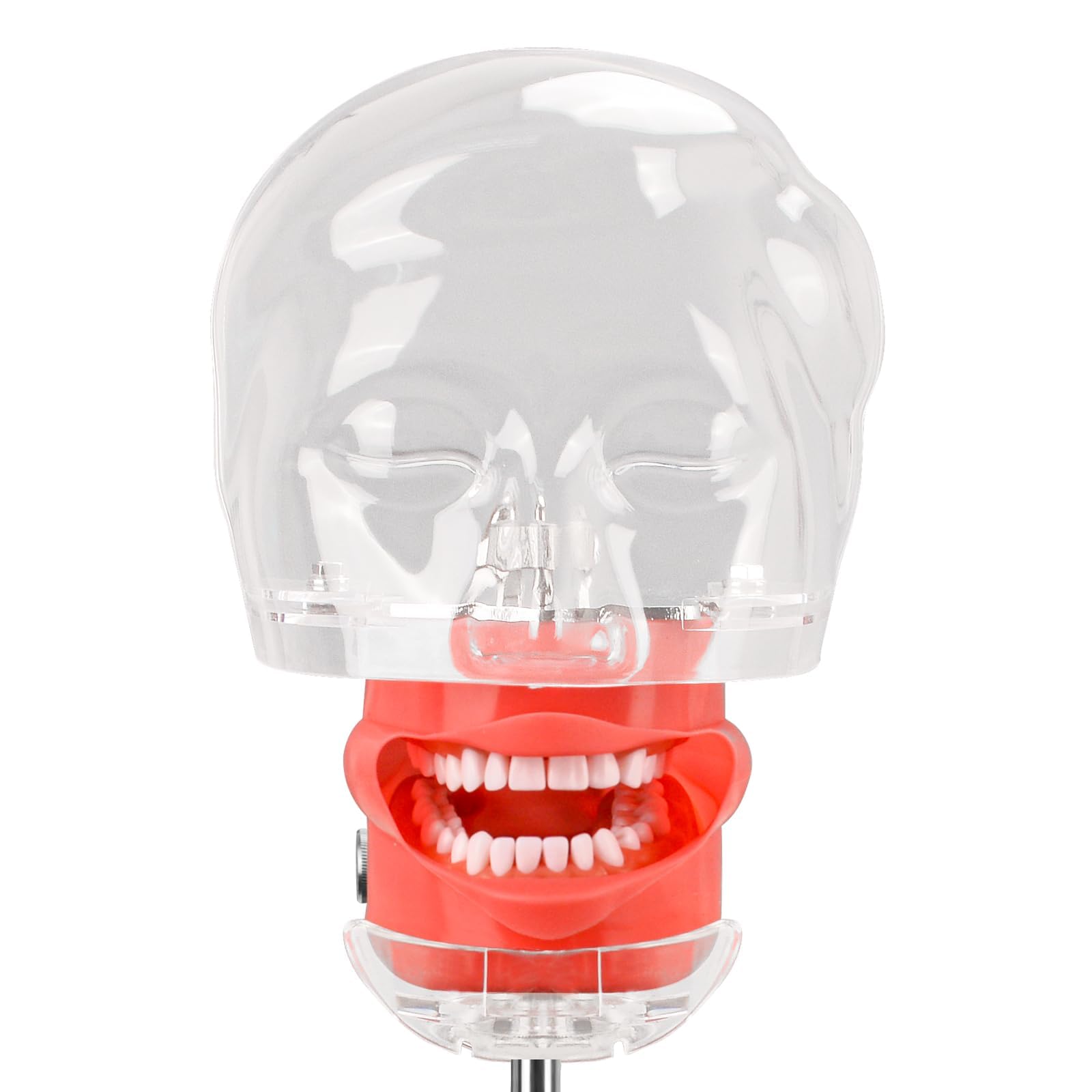 Ultrassist Maniquí dental con 32 dientes de Typodont con soporte de mesa y cabeza fantasma dental