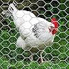 MTB Supply 20GA Galvanized Hexagonal Poultry Netting Chicken Wire 12 inches x 150 feet x 1 inch Mesh #2