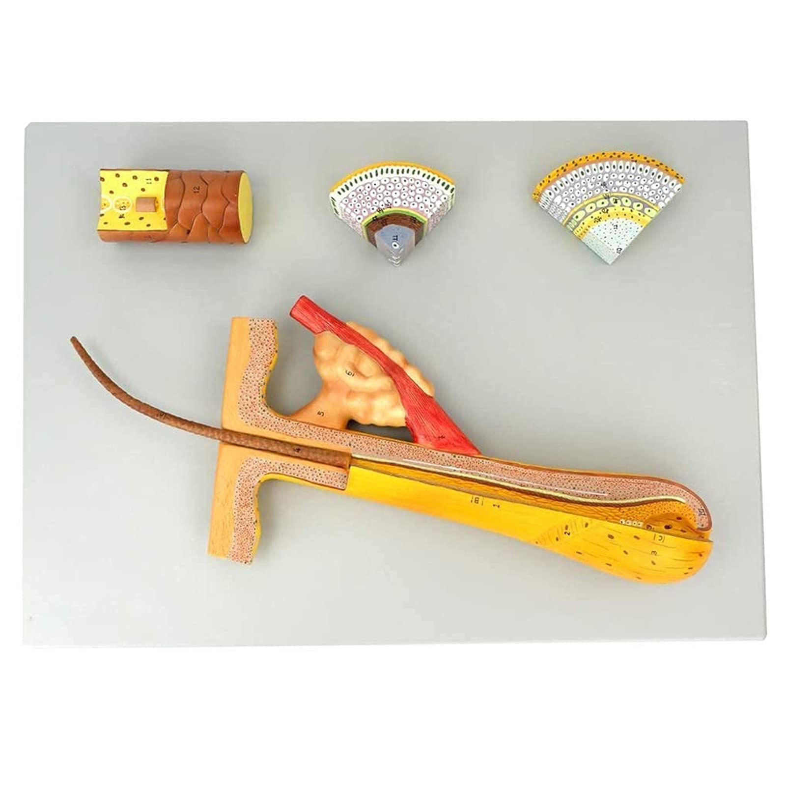 YZILXY Hair Follicle Hair Anatomical Structure Model, Hair Model 4 Parts Magnified 700 Times Show The Hair Anatomy Used for Teaching Training