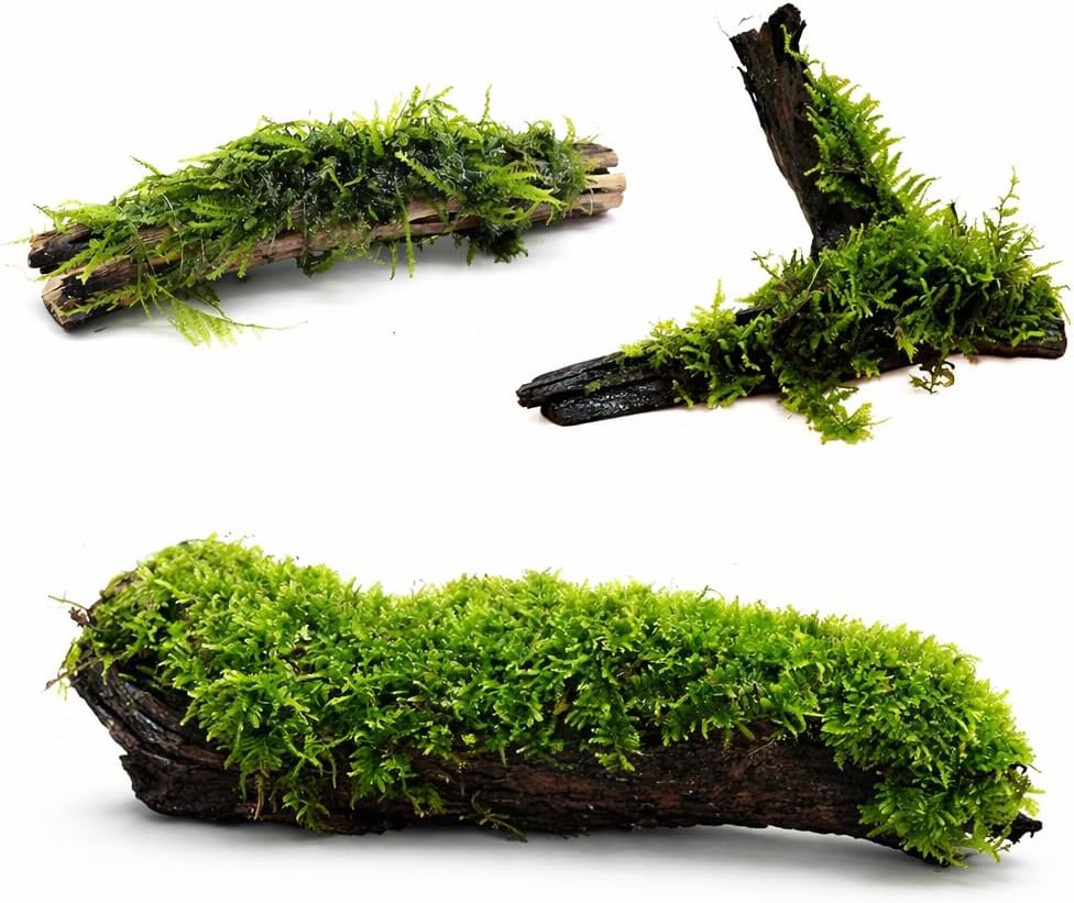 Aquarium Moss on Driftwood – Transition Ready, USA Grown – Natural Live Aquascape Wood for Shrimp, Betta & Planted Tanks – 4 Size Options (2–8+ Inches) (Large 8+ Inches)