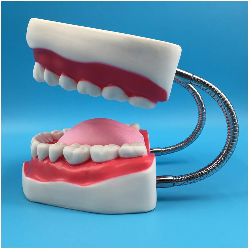 Modello di Studio Anatomico per Tecniche di Spazzolatura Dentale, Aiuto allo Studio per l'Igiene Dentale, Modello Educativo per Studenti e Professionisti