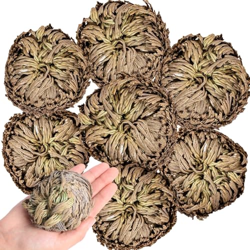 7 Pack Rose of Jericho Dried Plants - Rosa de Jerico Original