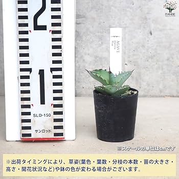 Amazon｜ITANSE アガベ チタノタ・ブルー 2.5号 1個売り【品種で