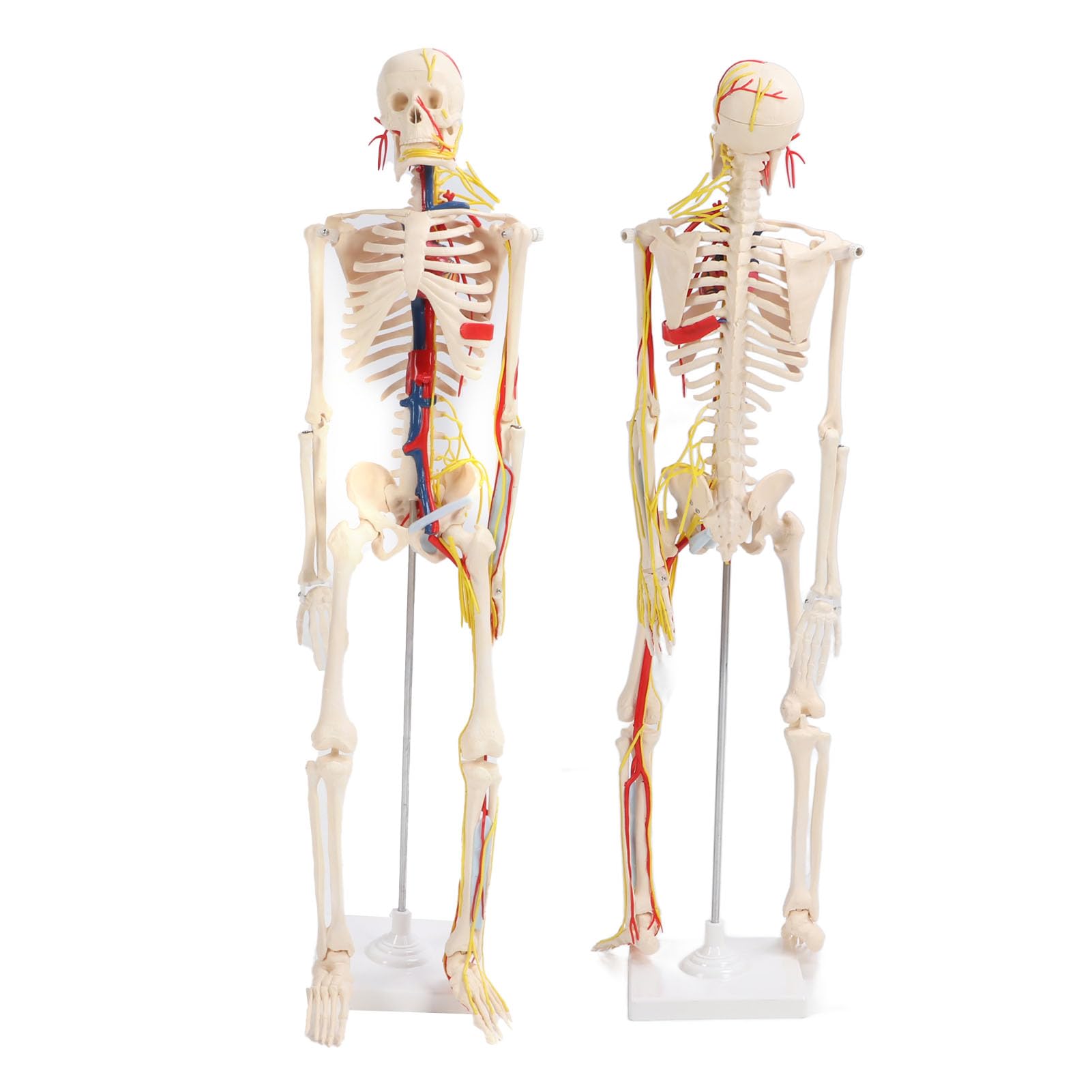 FTVOGUE Esqueleto Humano Ensamblar Modelo PVC Anatomía Esqueleto Modelo