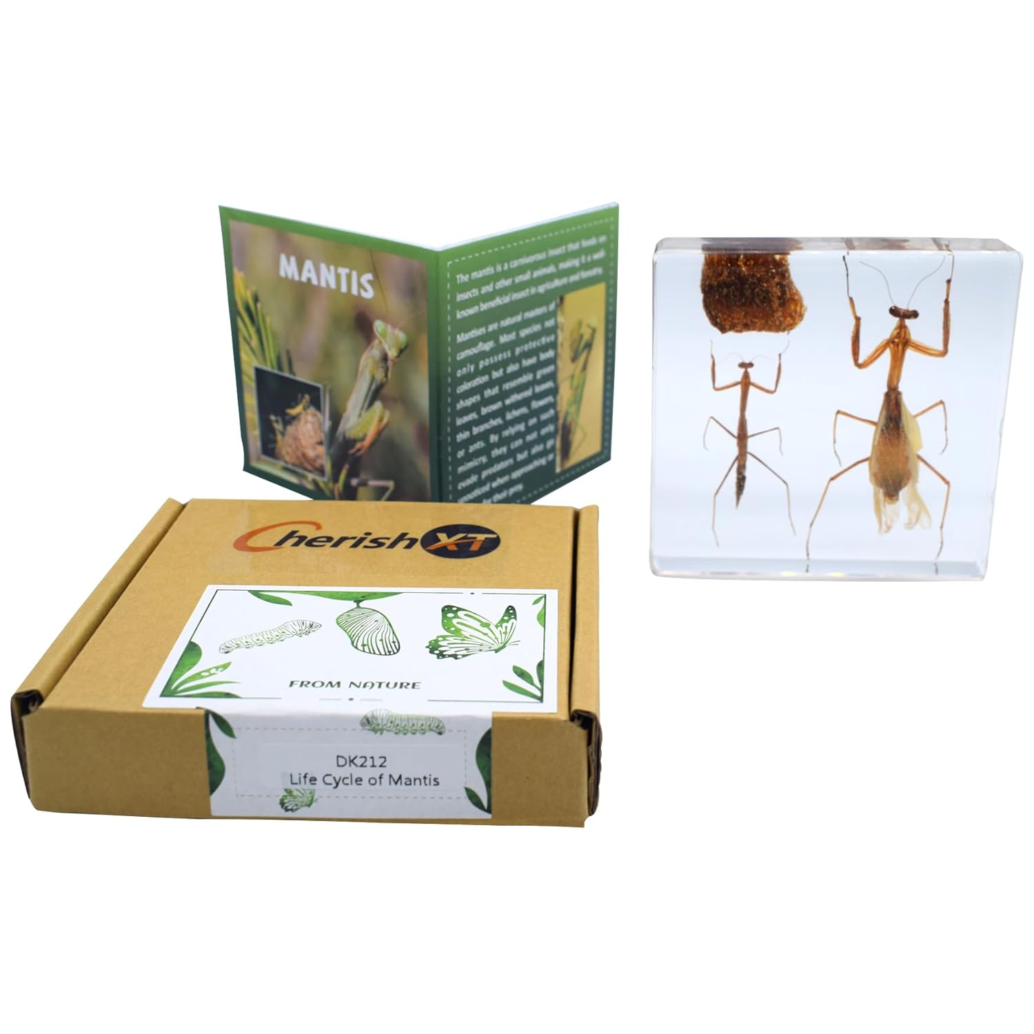 Taxidermy Mantis, Life Cycle of Real Mantis Specimen Animal Specimens in Resin for Science Classroom Science Education