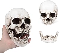 Vista 1 de Modelo anatómico de resina de cráneo humano retro realista realista 11