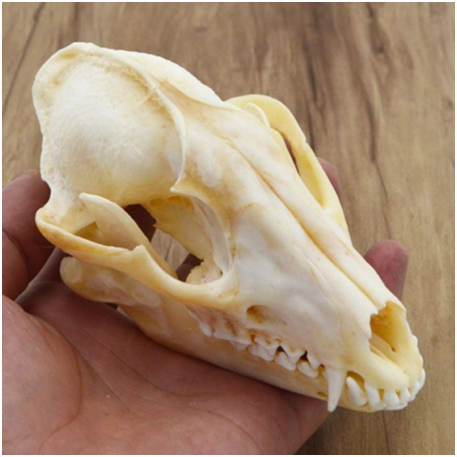 Real Genuine Animal Skull Skeleton Fox Taxidermy Supply Supplies Bone Art Tool From New2017, $12.67