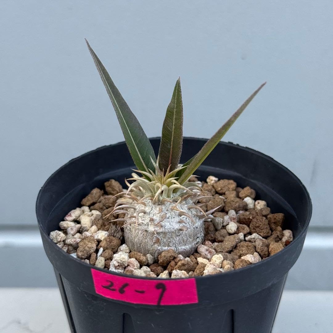 Amazon｜パキポディウム エブレネウム｜観葉植物 オンライン通販