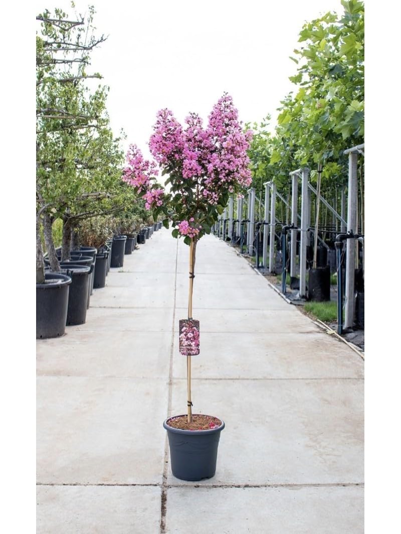 Lagerstroemia indica Rosa pianta ad alberello in vaso ø26 cm h. 100/120 cm circa Vivaio di Castelletto