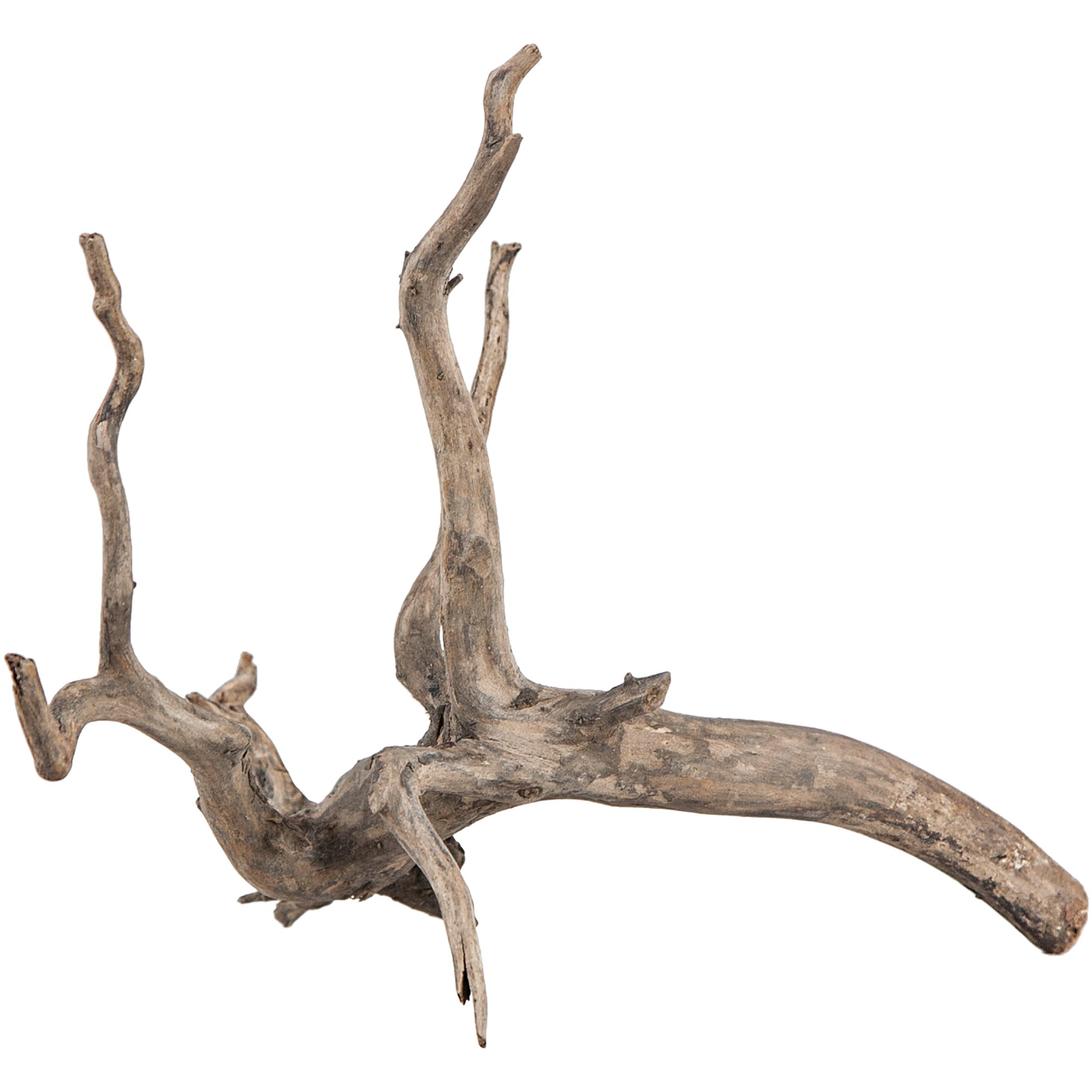 Sera Scaper Root (Price Per Root) Various Sizes Natural Wood Decoration for Aquarium Decoration Aquascaping