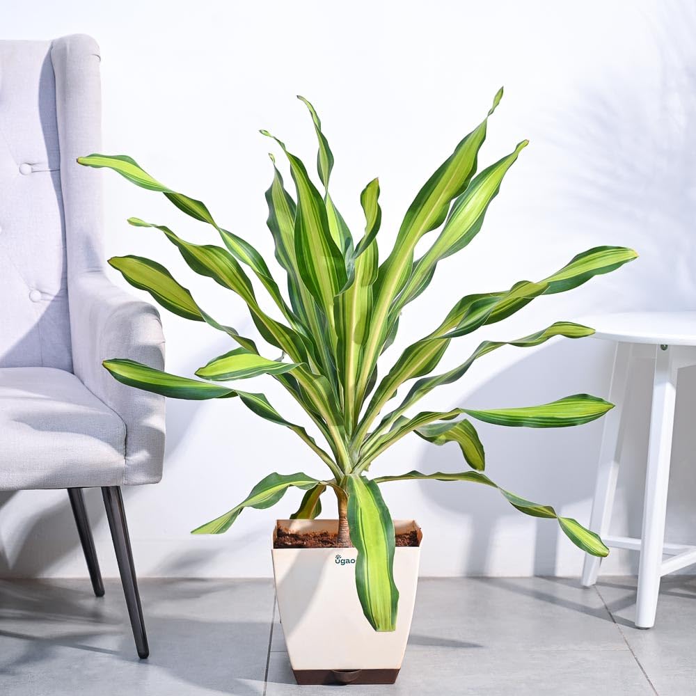UGAOO Draceana Dara Singh Natural Live Indoor Plant with Pot - Extra Large (B0B74R43GX) Amazon Price History, Amazon Price Tracker