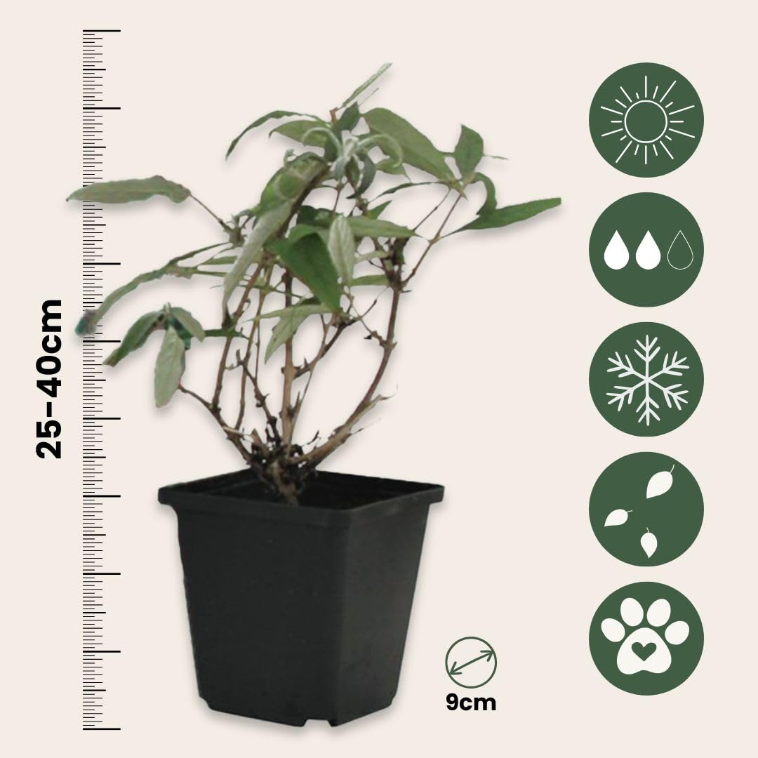 Plant in a Box - Buddleja Davidii Mix - 3 diferentes arbustos de mariposa - Maceta 9cm - Altura 25-40cm