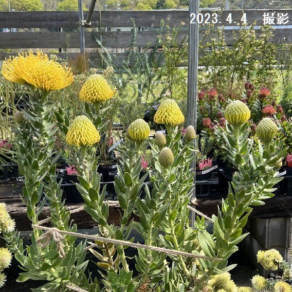 Amazon｜おしゃれ 観葉植物 鉢花：リューコスペルマム カーニバル