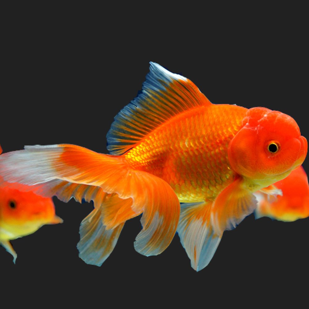 ジャンボオランダ獅子頭2