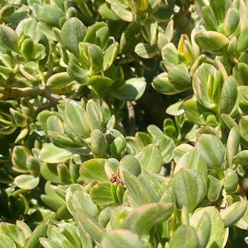 Miniatura 6 de Planta viva de jade abigarrado, planta viva de jade Crassula Ovata, follaje abigarrado, planta de interior suculenta, maceta de 4 inc