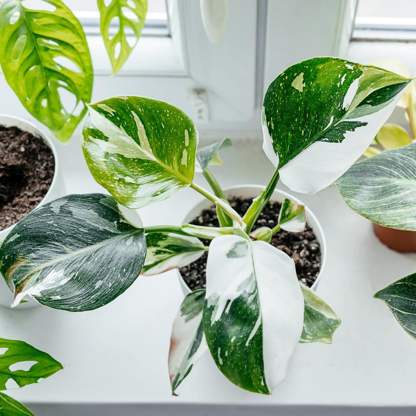 White Princess Philodendron Live Plant in 3 Grower Pot Easy Care Houseplant