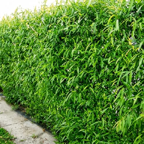 24 Aussie Hybrid Willow Cuttings, Fast Growing Trees for Privacy Screens | Hybrid Willow Cuttings | Grow Windbreak Rows | Root Easily In Water | Narrow Green Summer Leaves | Full Sun | 24 Cuttings