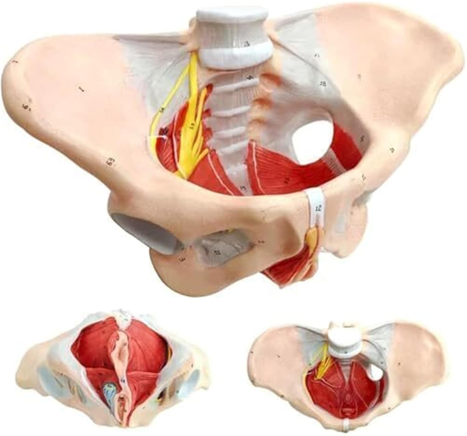 Female Anatomical Perineal Model with Pelvic Floor Muscles