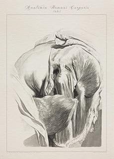 Human anatomy HIP BONES MUSCLE print SRA3 12x18 conqueror laid paper