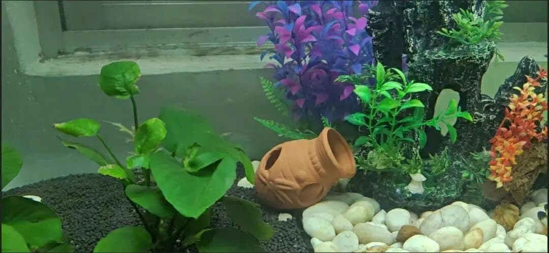 Amazon.com : OrgMemory Ceramic Shelters, 2 pcs, Fish Tank Accessories, Fish House, Swim Holes Aquatic, Aquarium Cave for Freshwater and Saltwater Fish Tank, Pets to Breed, Play and Rest Decor (Pot) : Amazon.com : OrgMemory Ceramic Shelters, 2 pcs, Fish Tank Accessories, Fish House, Swim Holes Aquatic, Aquarium Cave for Freshwater and Saltwater Fish Tank, Pets to Breed, Play and Rest Decor (Pot) :