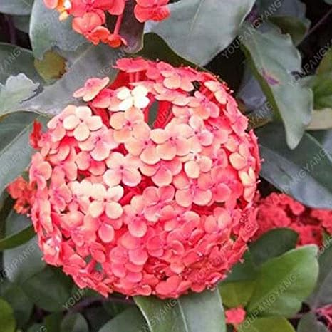 Amazon 10個赤アジサイの種子家宝アジサイ盆栽ポット花の種自然栽培ガーデンテラス植物 花 Amazon 10個赤アジサイの種子家宝アジサイ盆栽ポット花の種自然栽培ガーデンテラス植物 花