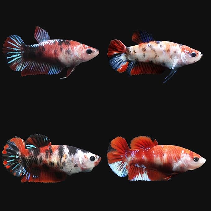 クリスマスツリー特価 熱帯魚 一点物 ベタ ハーフムーンプラカット ブラック ホワイトドラゴン マーブル オス １匹 北海道 九州航空便要保温 沖縄別途送料 Flexcosa Com