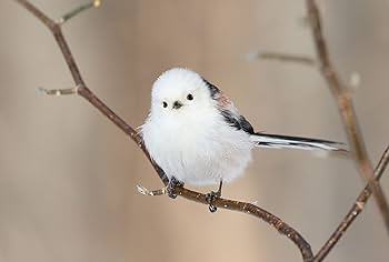 シマエナガ  20個 Amazon | ぼく、シマエナガ。 ポストカード 1枚入 MP09 | ポスト