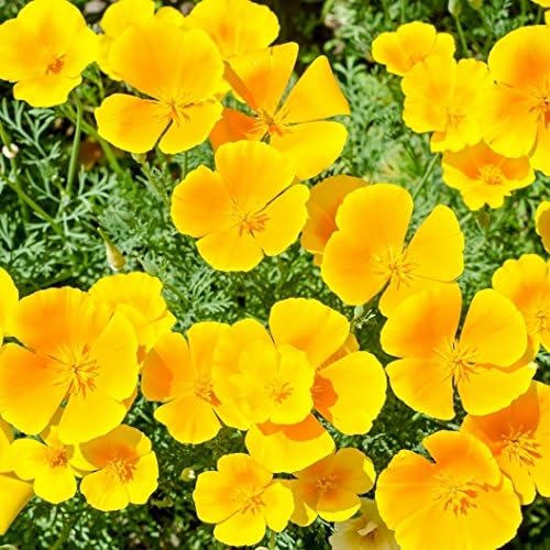 Non GMO Bulk California Poppy Seeds - Orange Eschscholzia californica (25 lbs)