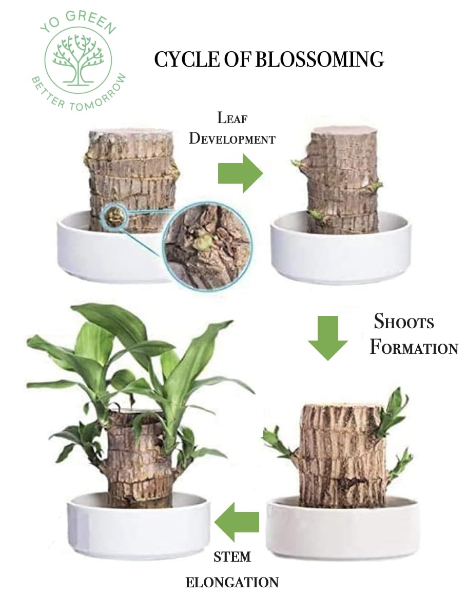 Yo Green Lucky Brazilian Wood Plant for Living Room - Healthy Indoor Feng Shui Plant, Low Maintenance Air Purifying Decor (Pack of 1 No Pot) 3