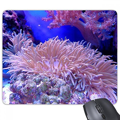 RȊwʐ^CmX `̃mXbvSpbh̃Q[}EXpbhv[g