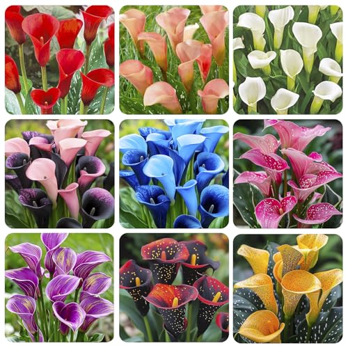 30Pcs Mix Calla Lily Seeds for Planting in Home Garden - Heirloom Plant Seeds Garden Outdoor