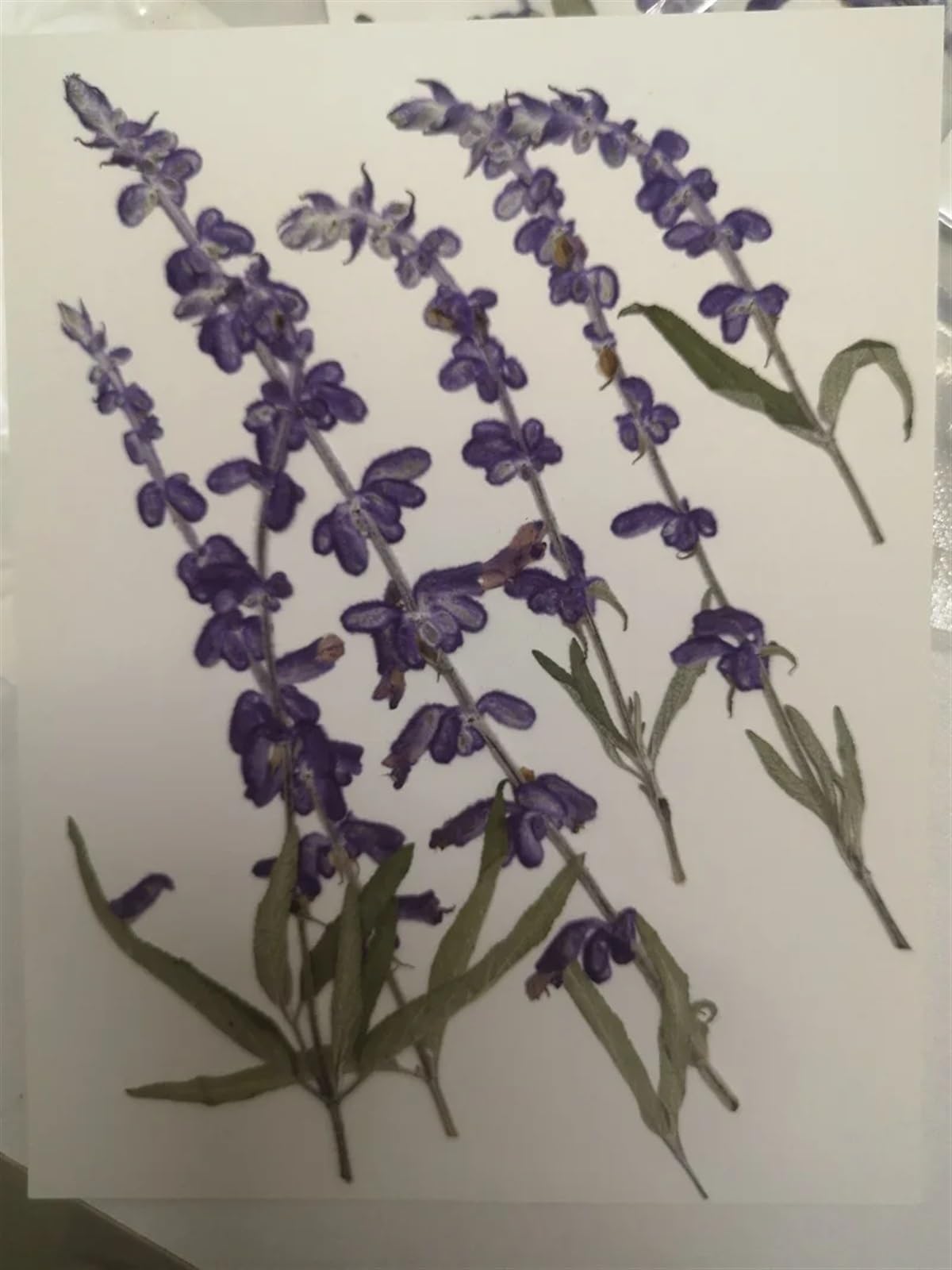 Fiori Secchi Pressati 60 Pezzi di Fiori secchi pressati, Lavanda Viola, erbario for segnalibro, Gioielli, Cartoline, inviti, custodie for Telefono Fai da Te