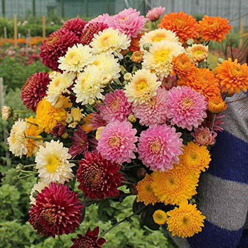 FLARE SEEDS Chrysanthemum Multi Mix Flower Seeds For Home Gardening Pack of 81 Seeds (B09BLKSZDB) Amazon Price History, Amazon Price Tracker