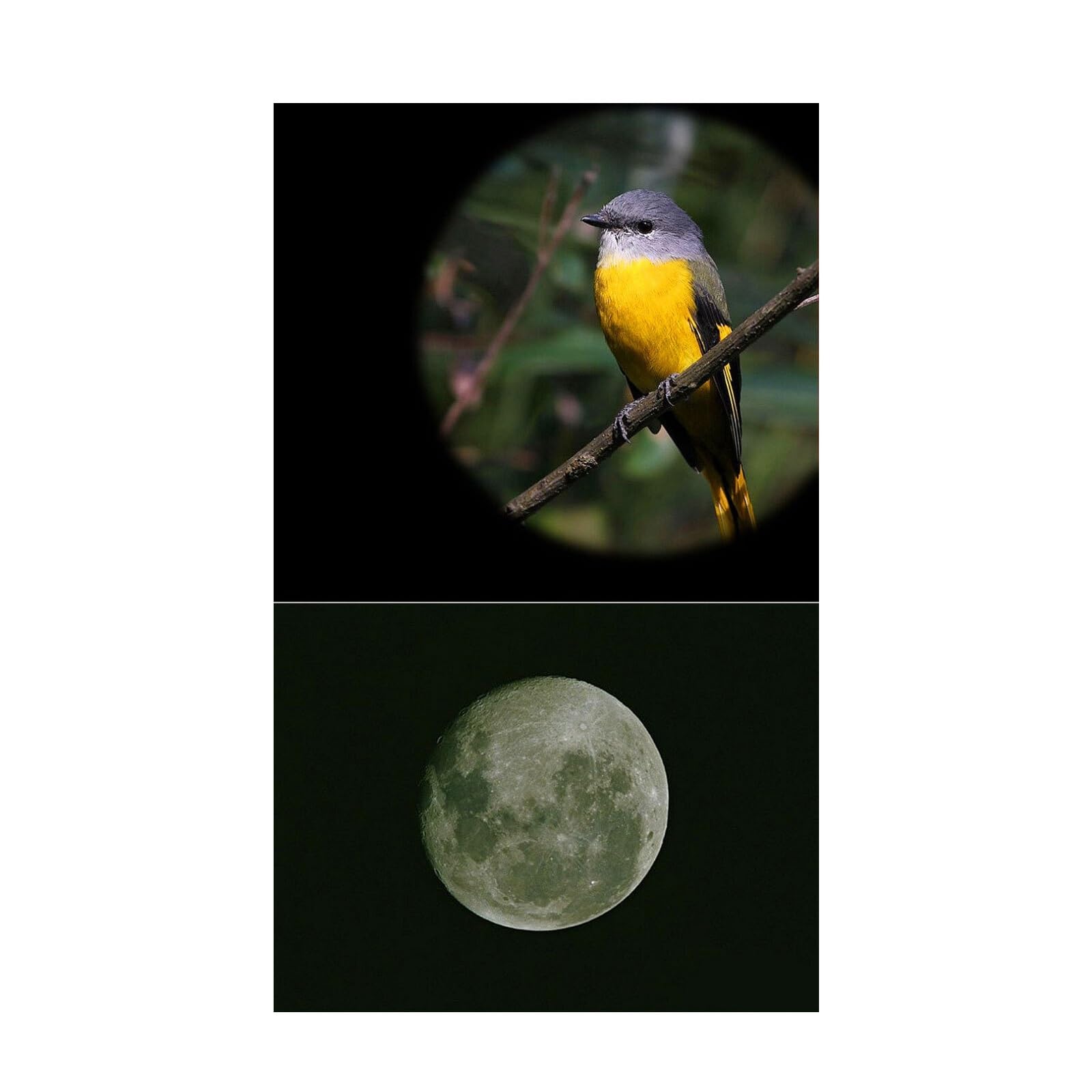Monokularowy Teleskop Powiększony 8-24x40 HD Dalekiego Zasięgu Metalowa Soczewka Optyczna Astronomiczna Ze Skórzaną Torbą Mocny Okular I PowięKszenie(Only Monocular)