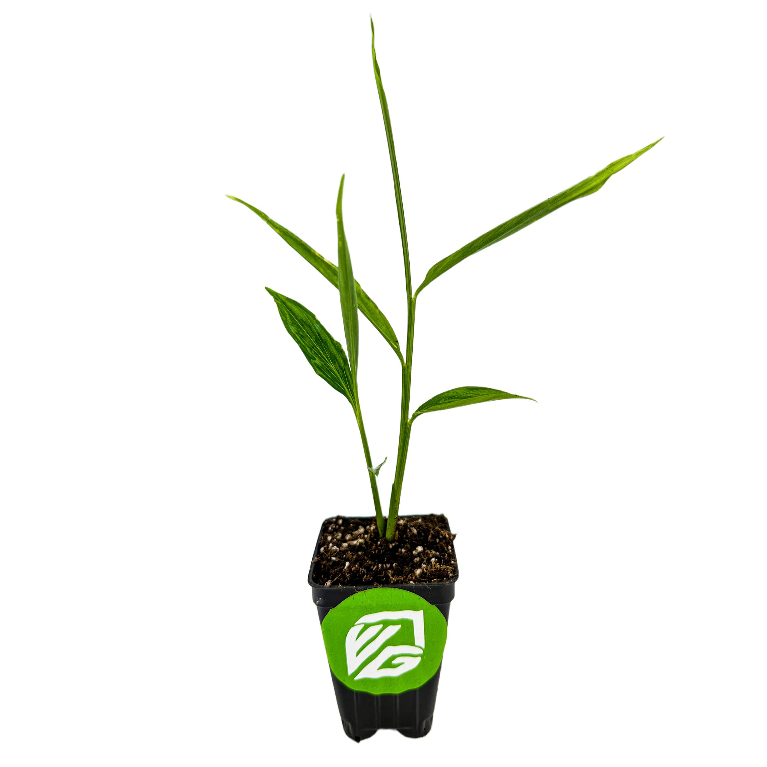 Ginger (Common Cooking Variety) Live Plant - Zingiber officinale by Wellspring Gardens Starter Plant - Houseplant for Culinary Use and Garden Planting - Rhizome, Container-Friendly, Indoor, Tropical