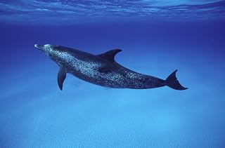 Atlantic spotted dolphin on the Grand Bahamas Bank Poster Print by VWPicsStocktrek Images (17 x 11)