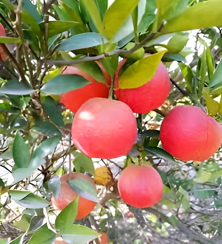 Image of Original inchRed Round Lemon Fruit inchTree Grafted plant ||For home garden fruit tree plant outdoor indoor
