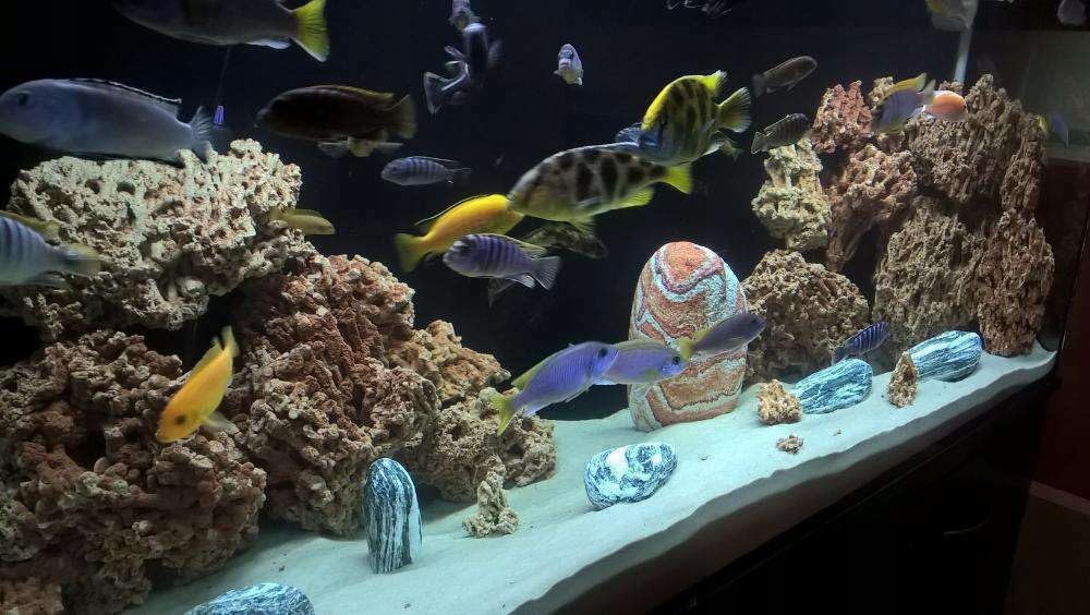 Kalkstein Aquarium Steine 15 kg Aquascaping Deko Mix